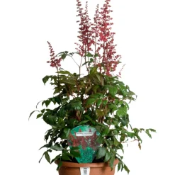 Astilbe Mix Ø17 cm