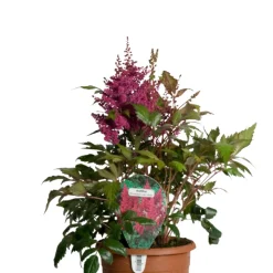 Astilbe Mix Ø17 cm