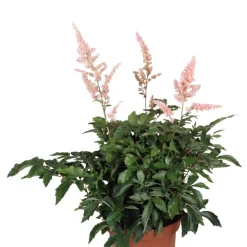 Astilbe Mix Ø17 cm