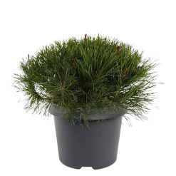 Balkanbergtall ‘Pinus Mugo Mughus' Ø19 cm