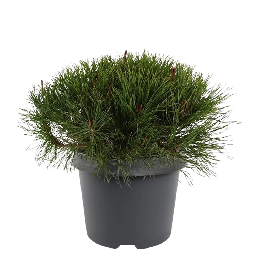 Balkanbergtall ‘Pinus Mugo Mughus' Ø19 cm