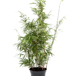 Bambu Rufa/Simba Ø23 cm