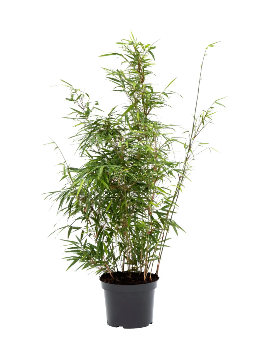 Bambu Rufa/Simba Ø23 cm