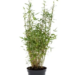 Bambu Rufa/Simba Ø23 cm