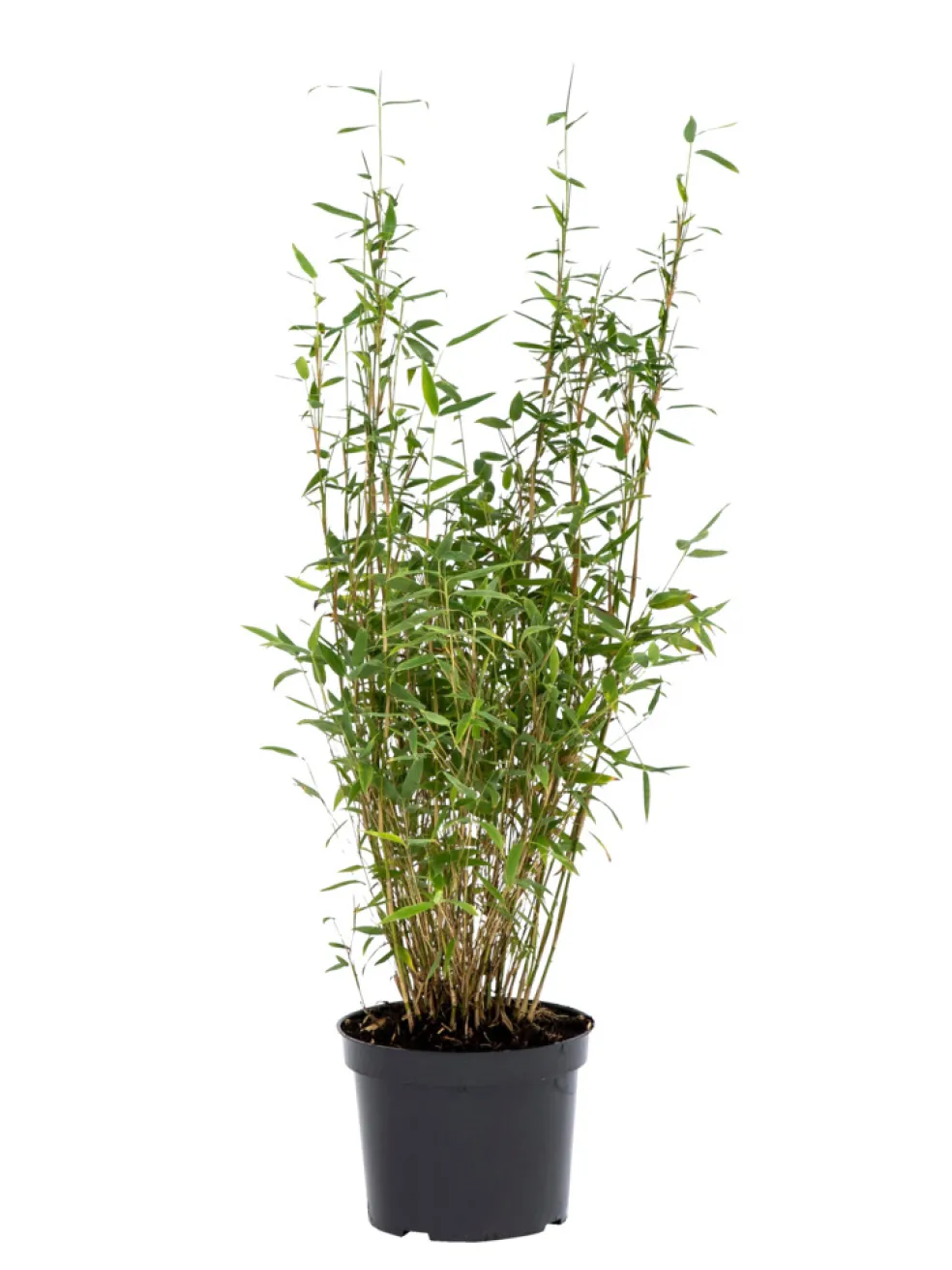 Bambu Rufa/Simba Ø23 cm