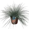 Blåsvingel 'Intense Blue' Ø17 cm