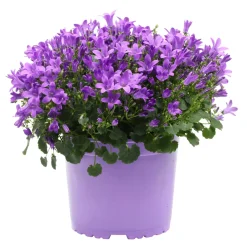 Campanula Ø17 cm