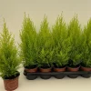 Cypress 'Gold Crest Wilma' Ø12 cm