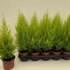Cypress 'Gold Crest Wilma' Ø12 cm