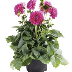 Dahlia Hybrid Ø21 cm