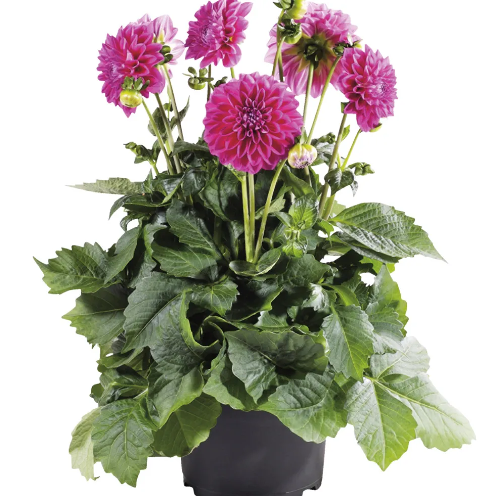 Dahlia Hybrid Ø21 cm