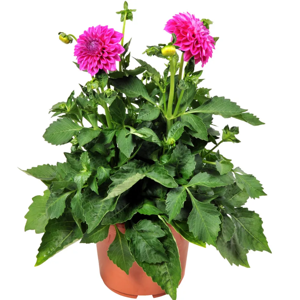 Dahlia Hybrid Ø21 cm