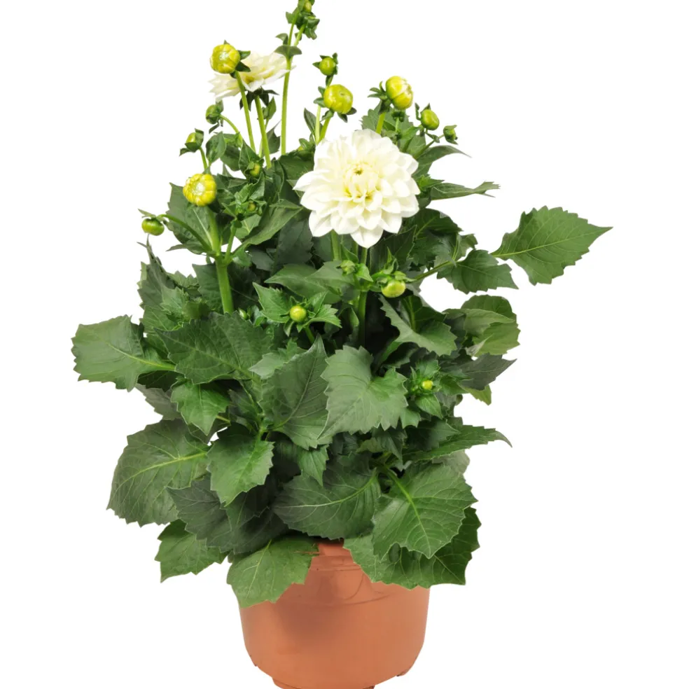 Dahlia Hybrid Ø21 cm