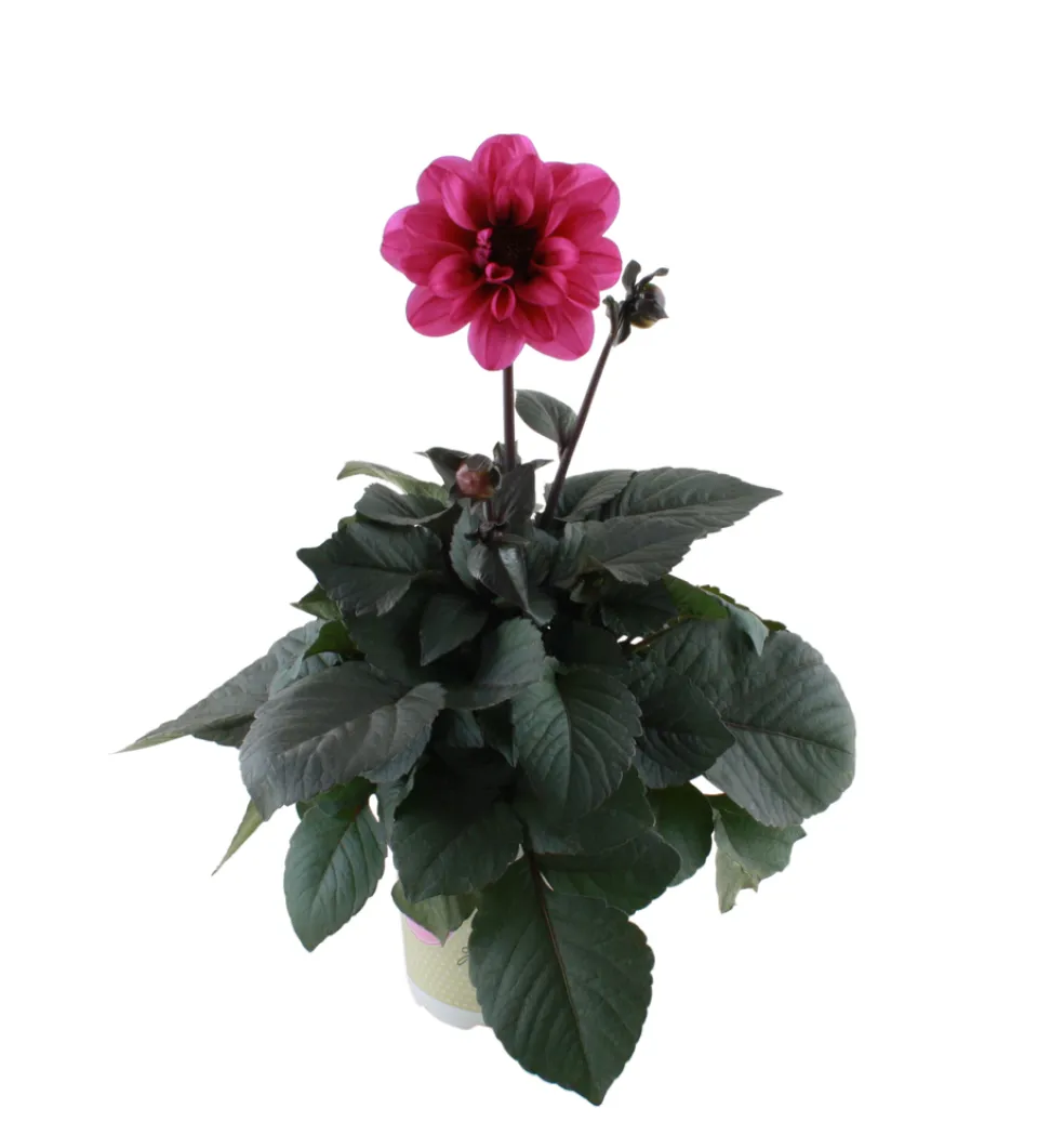Dahlia 'Temptation' Mix Ø14 cm