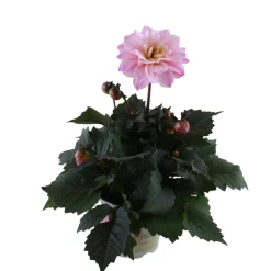 Dahlia 'Temptation' Mix Ø14 cm