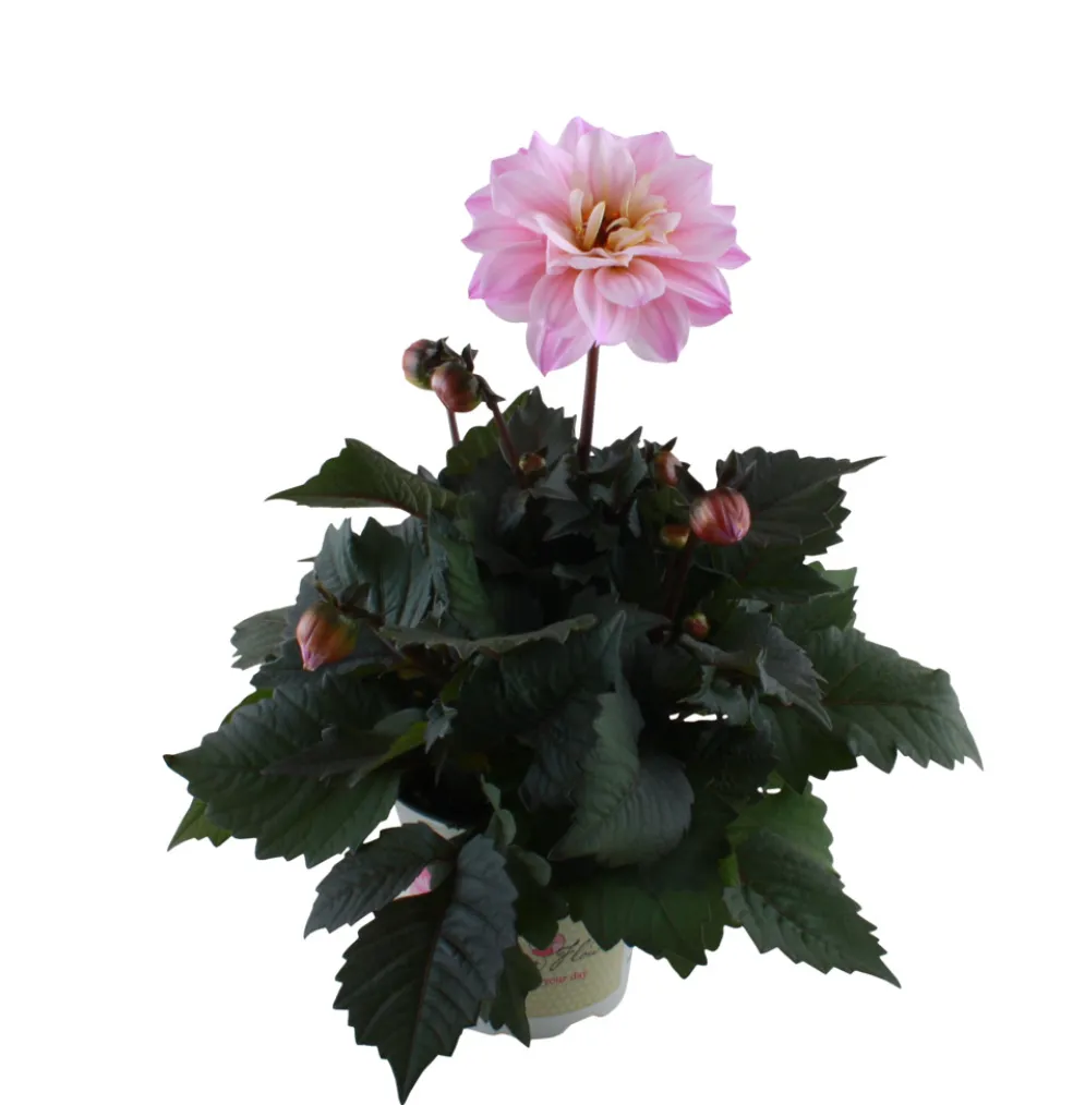 Dahlia 'Temptation' Mix Ø14 cm
