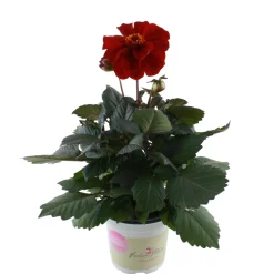 Dahlia 'Temptation' Mix Ø14 cm