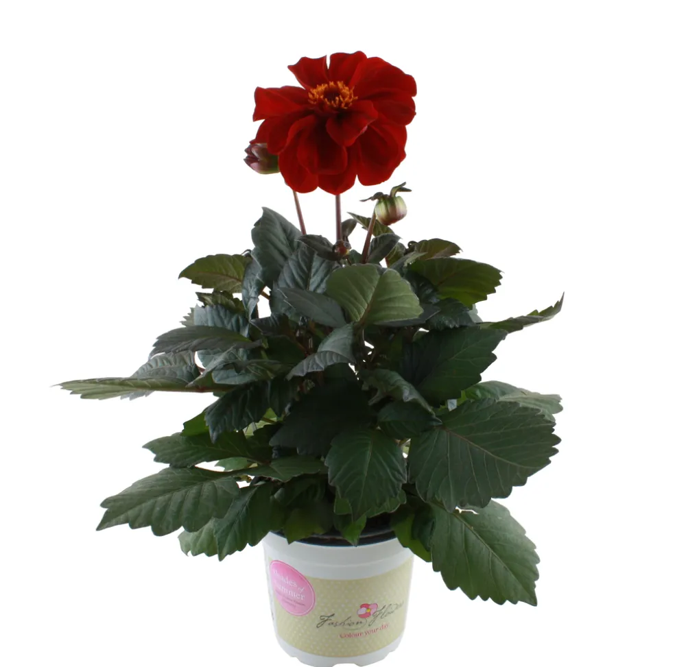 Dahlia 'Temptation' Mix Ø14 cm