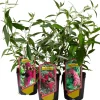 Fjärilsbuske 'Buddleja' Mix Ø17 cm