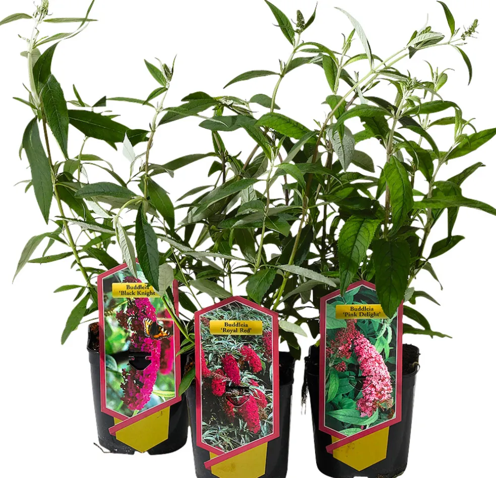 Fjärilsbuske 'Buddleja' Mix Ø17 cm
