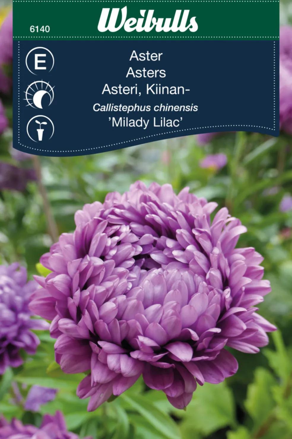 Frö Aster 'Milady Lilac' Weibulls