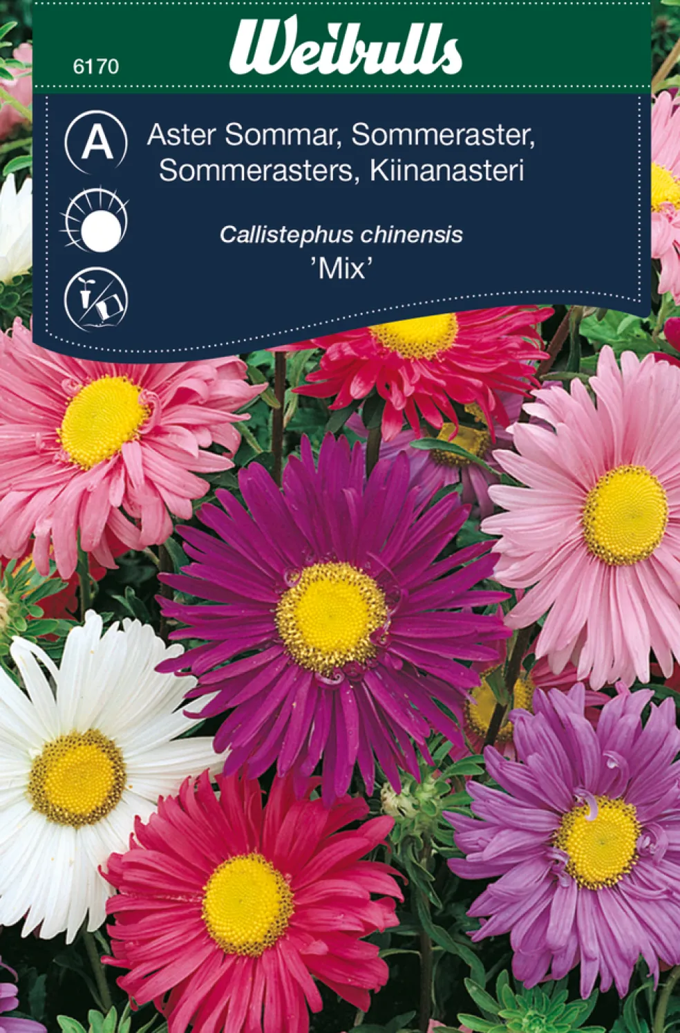 Frö Aster Sommar 'Mix' Weibulls