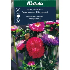 Frö Aster Sommar 'Pompon Mix' Weibulls