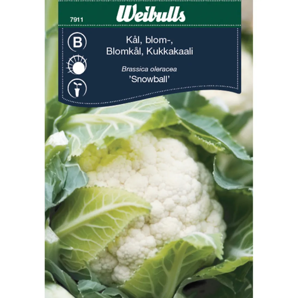 Frö Blomkål 'Snowball' Weibulls