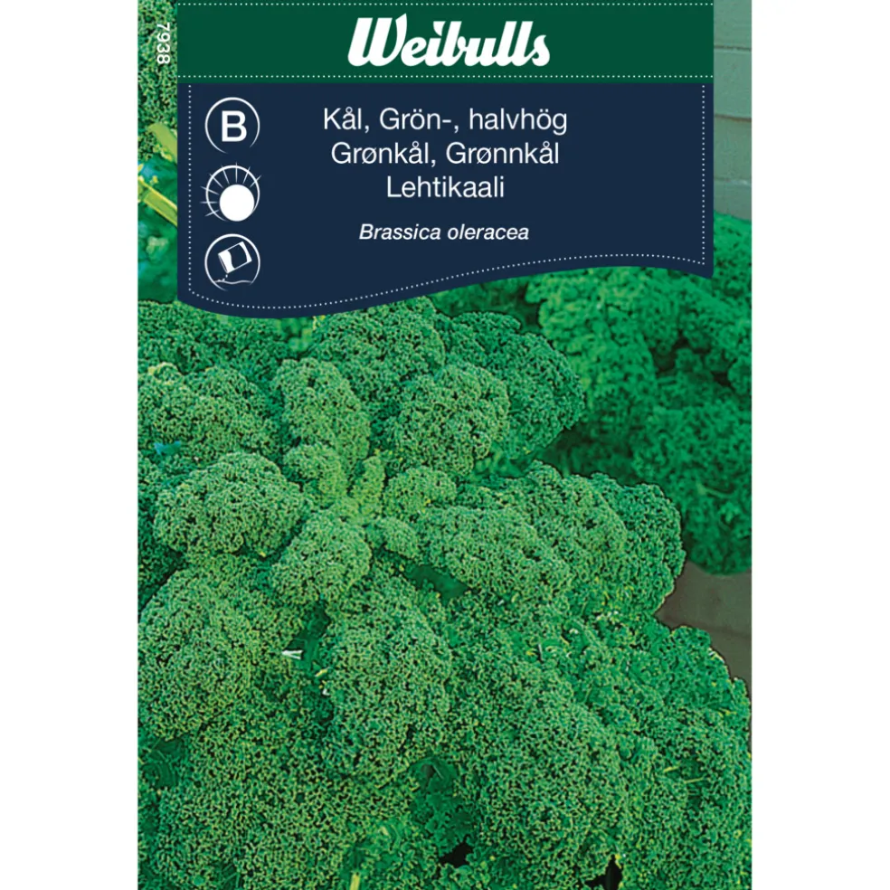 Frö Grönkål 'Westlandse Herfst' Weibulls