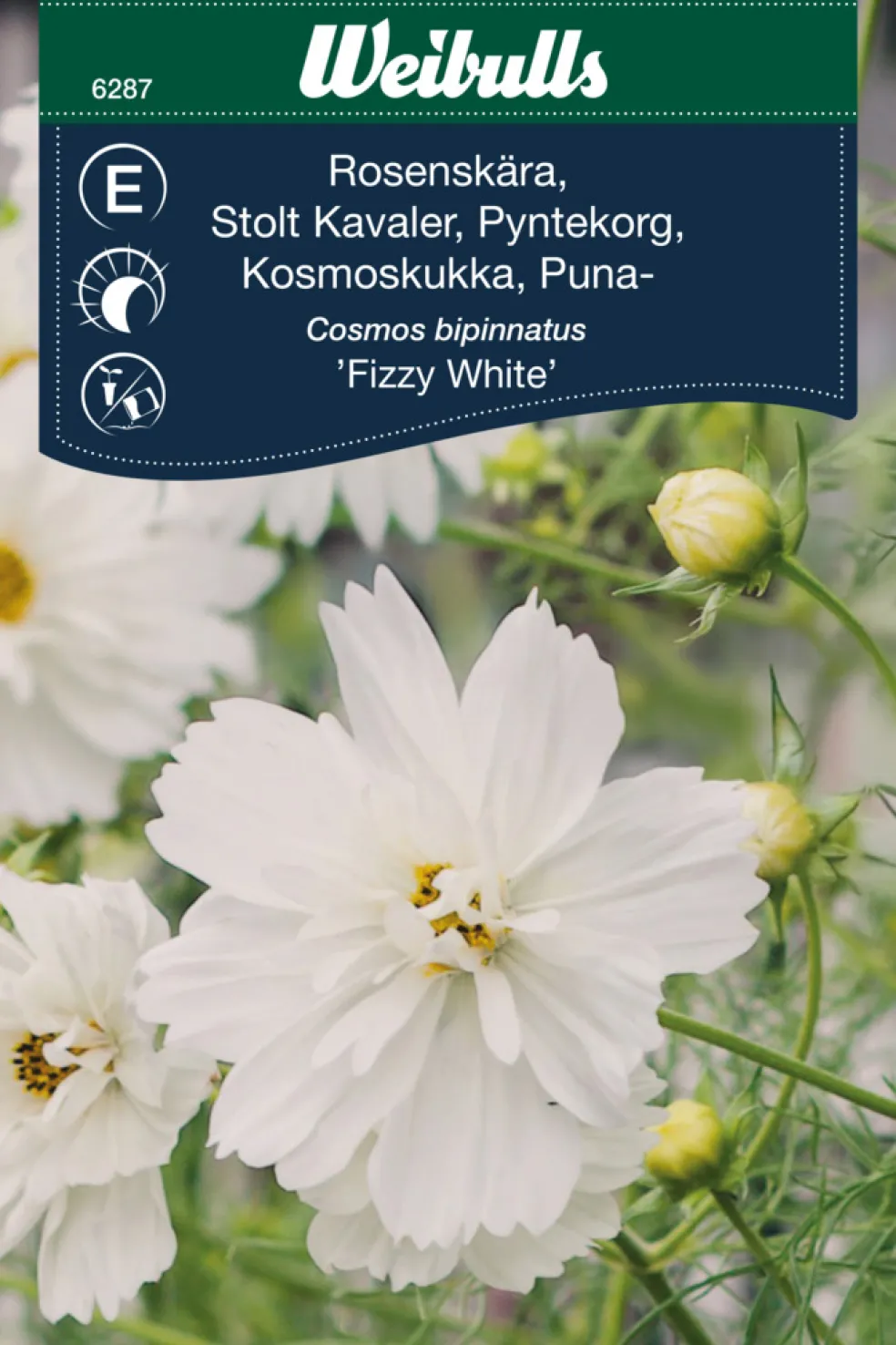 Frö Rosenskära 'Fizzy White' Weibulls