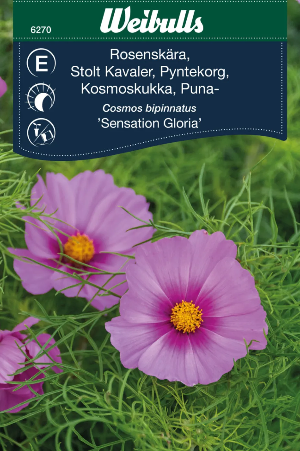Frö Rosenskära 'Sensation Gloria' Weibulls