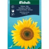 Frö Solros ‘Uniflorus’ Weibulls