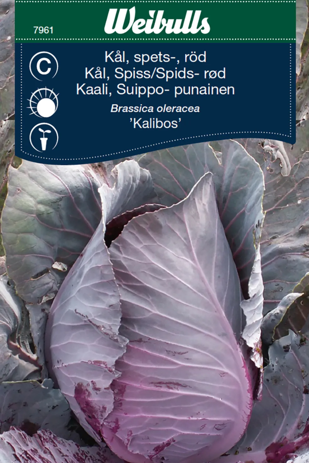 Frö Spetskål Röd ‘Kalibos’ Weibulls