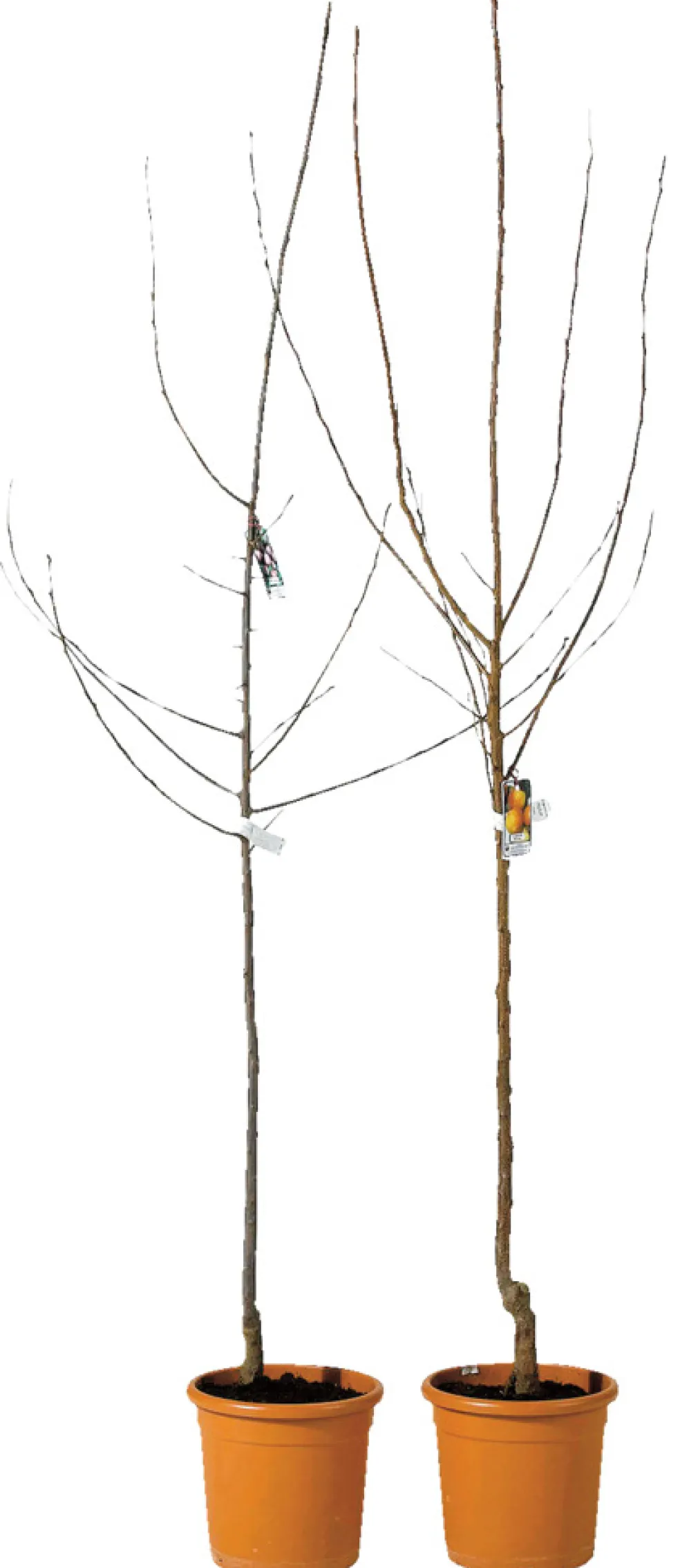 Fruktträd Mix Ø23 x 150 cm