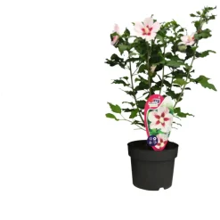 Hibiskus Ø19 cm