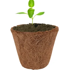 Kokoskruka Ø10 cm 3-pack