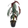 Konstväxt Forellbegonia 58 cm