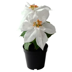 Konstväxt Julstjärna Vit 32 cm
