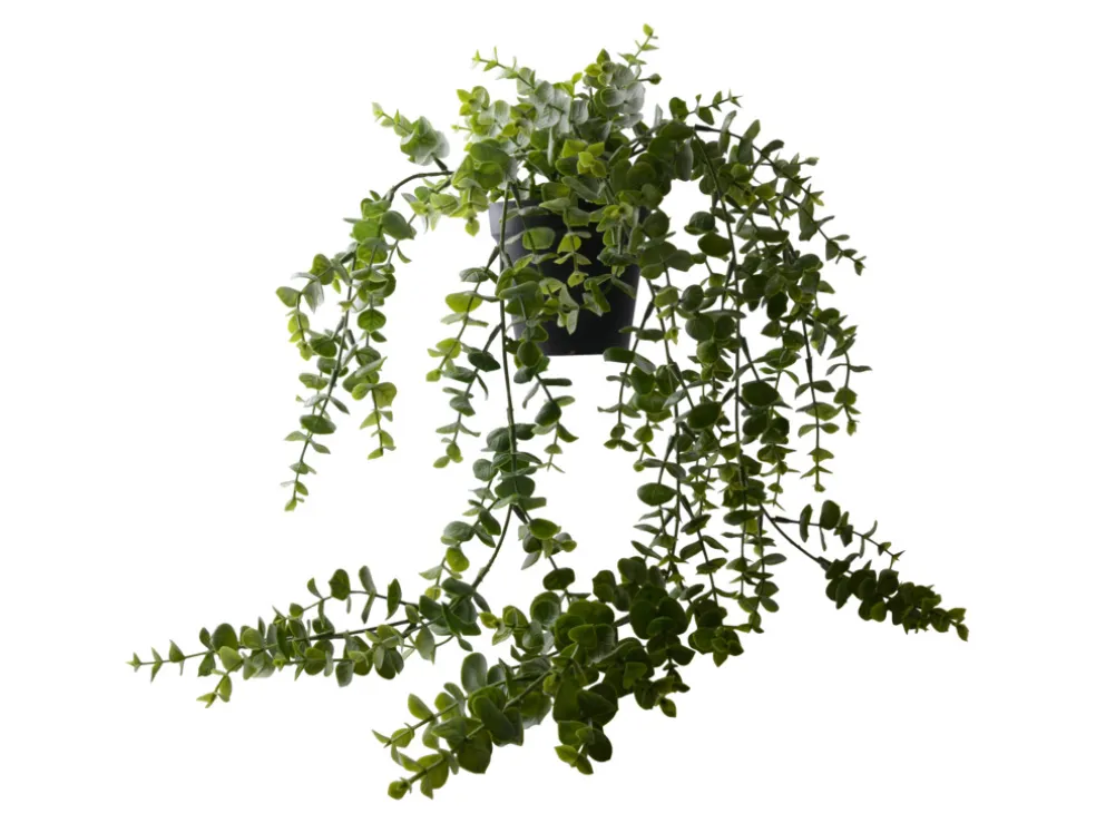 Konstväxt Eucalyptus 60 cm
