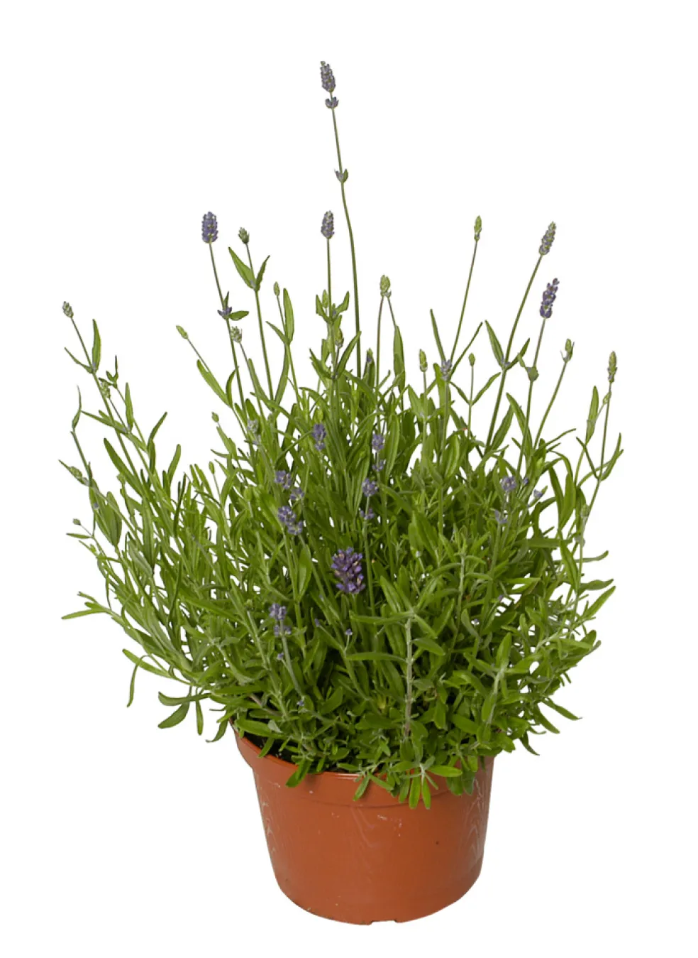 Lavendel Ø12 cm