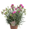 Nejlika 'Dianthus' Ø17 cm
