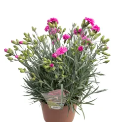 Nejlika 'Dianthus' Ø17 cm