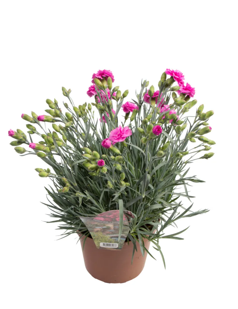 Nejlika 'Dianthus' Ø17 cm