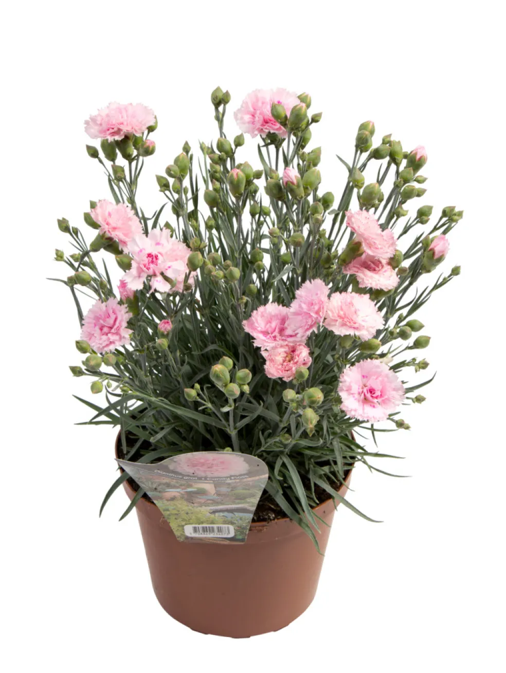 Nejlika 'Dianthus' Ø17 cm