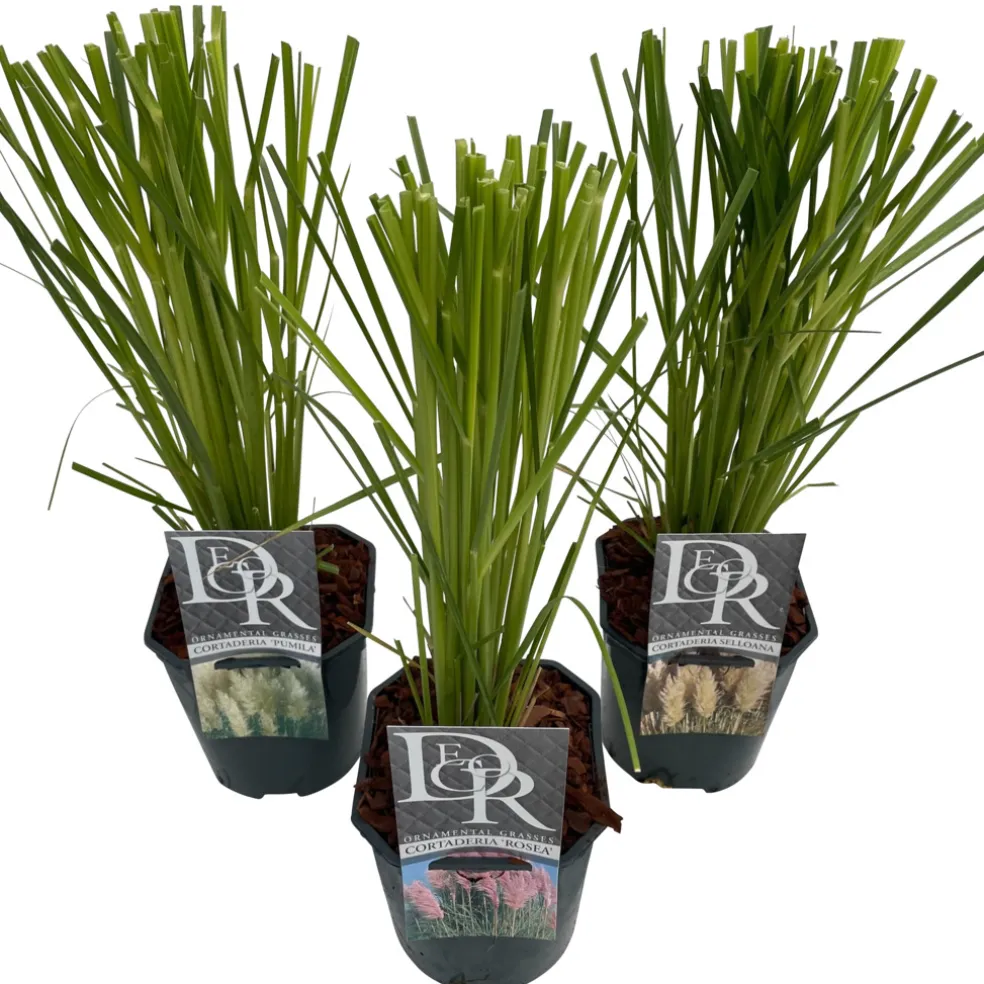 Pampasgräs 'Cortaderia