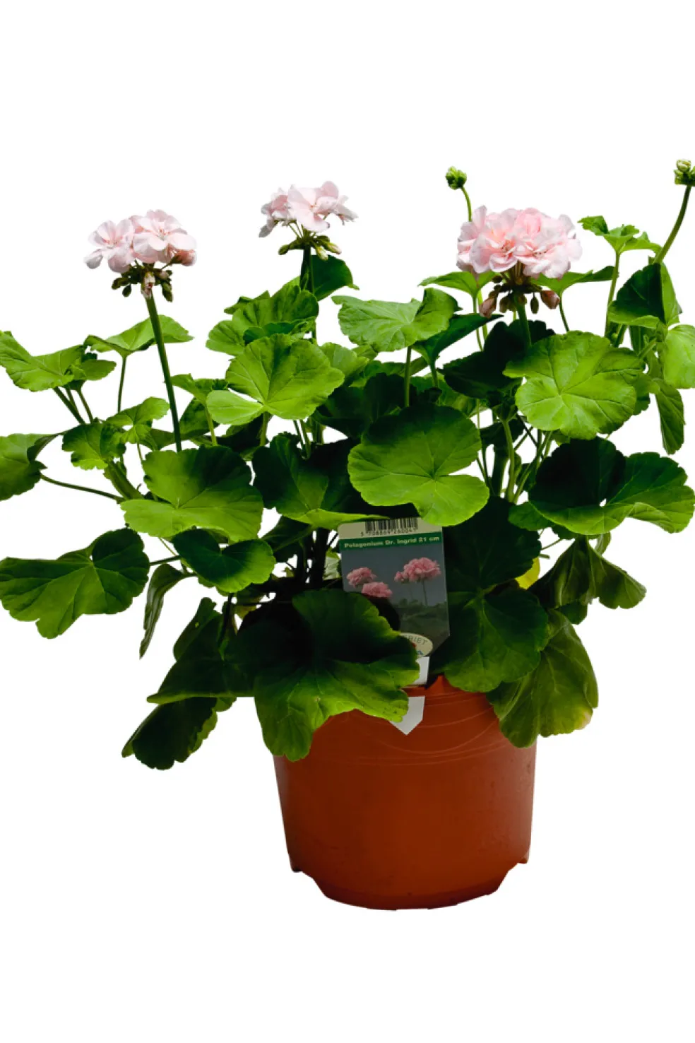 Pelargonia 'Drottning Ingrid' Ø21 cm