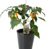 Peppar/Chili Mix Ø11 cm