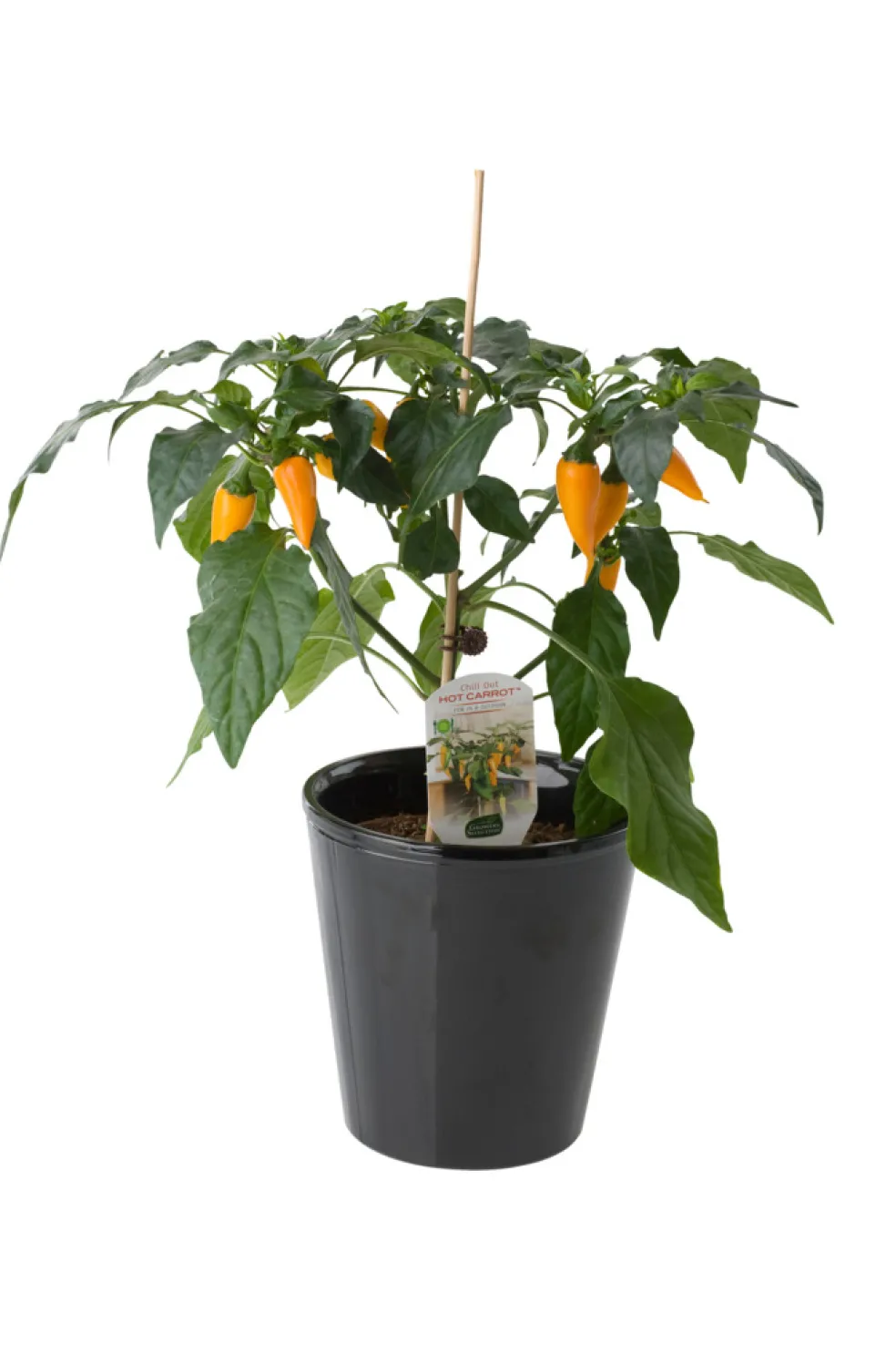 Peppar/Chili Mix Ø11 cm