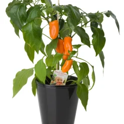Peppar/Chili Mix Ø11 cm