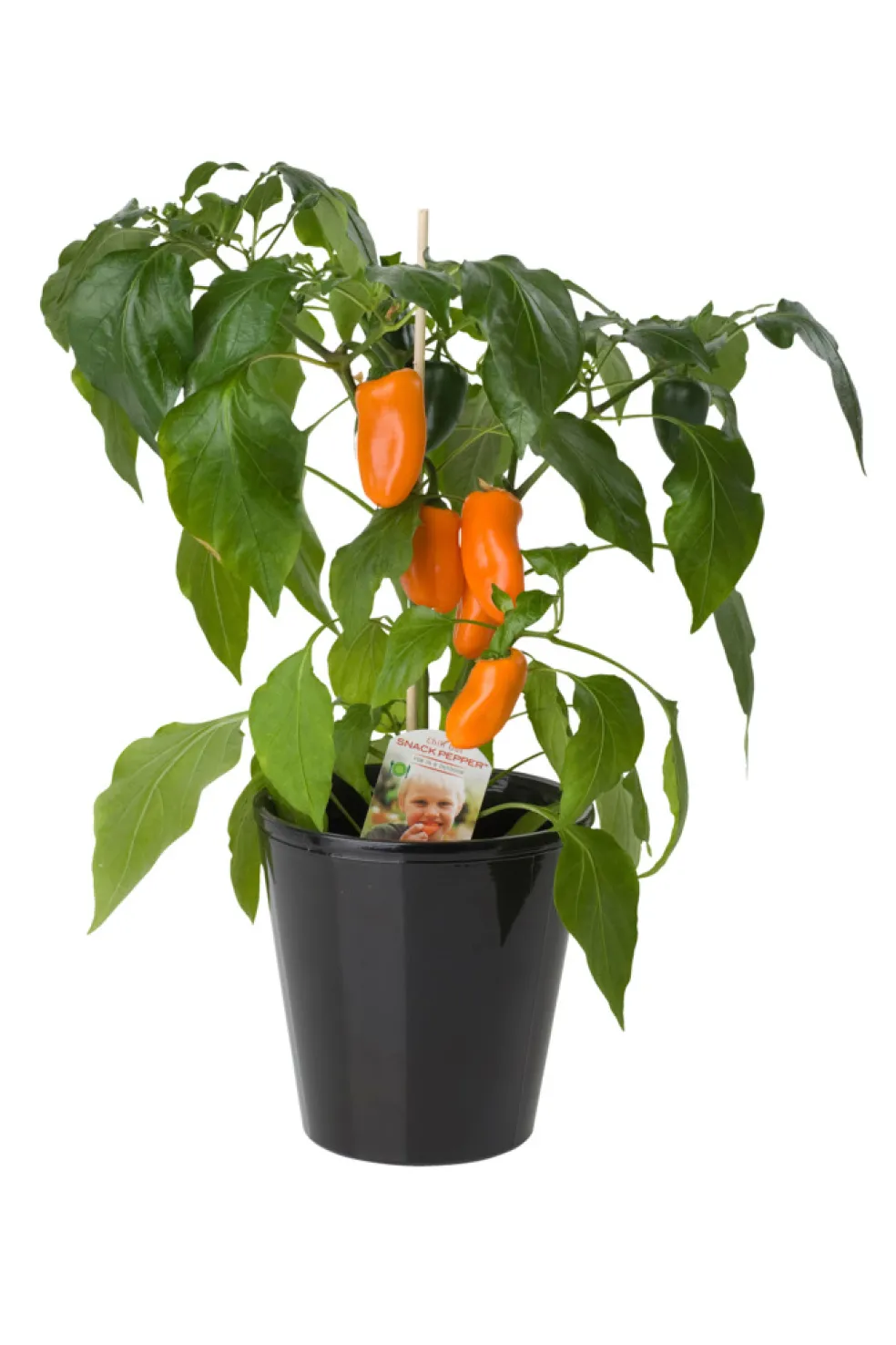 Peppar/Chili Mix Ø11 cm